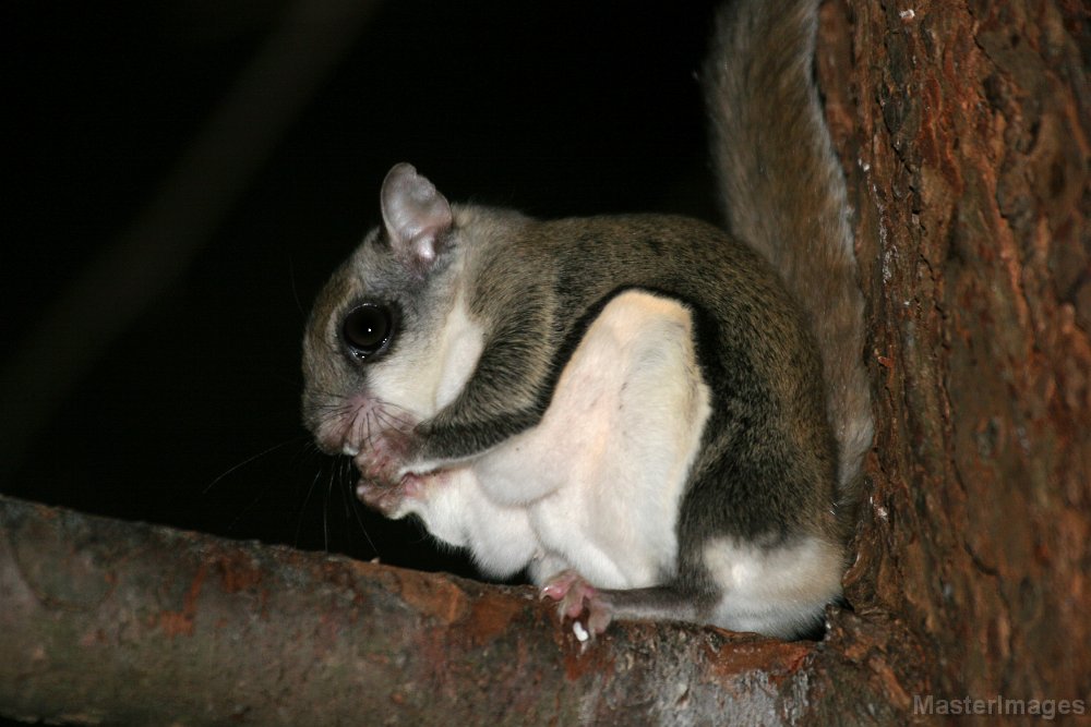Glaucomys 007c.jpg - Northern Flying Squirrel (Glaucomys sabrinus)